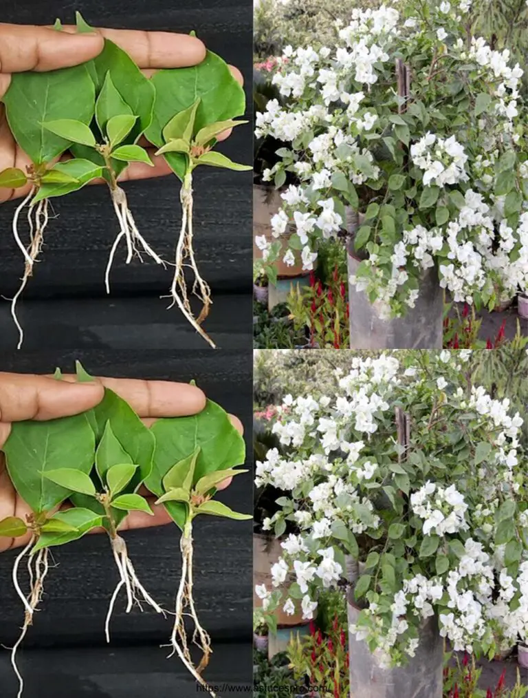 Esagerazione della pianta Bougainvillier dalle foglie