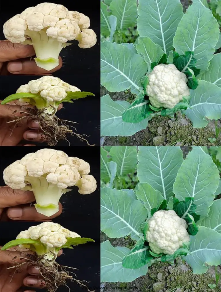 Come coltivare un albero di cavolfiore da un cavolfiore