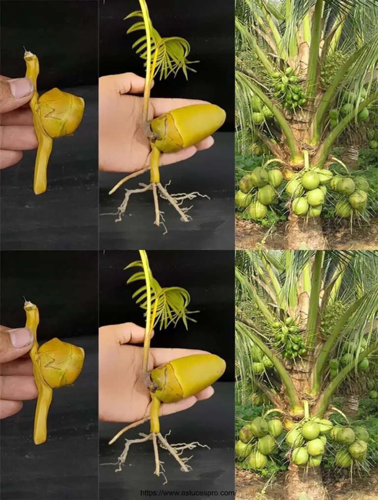 Come coltivare un albero di cocco da un bambino di cocco