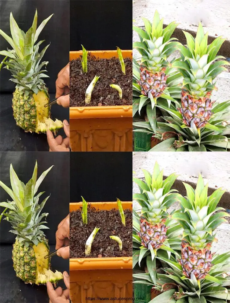 Come spingere l’ananas dai semi – Alberi della frutta da ananas