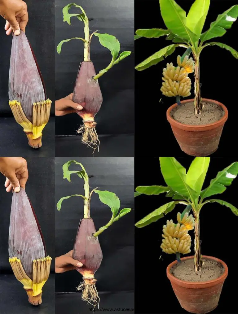 Come coltivare un albero di banana da un fiore di pianta