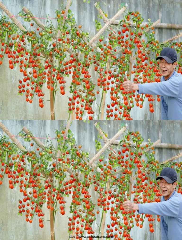 Non c’è bisogno di un giardino, di pomodori coltivati in modo intelligente per le colture abbondanti.