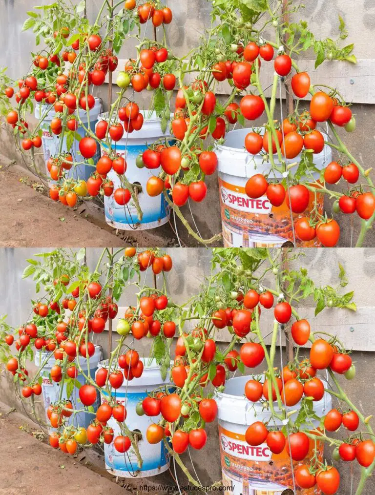 Coltivare pomodori super fruttati sul muro: Non mi aspettavo di essere sopraffatto da frutta deliziosa!