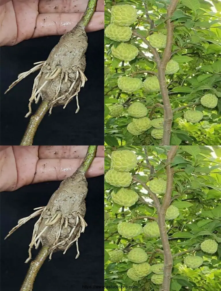 Come tagliare gli alberi di zucchero dai tagli all’acqua / Coltivare gli alberi di zucchero dai tagli