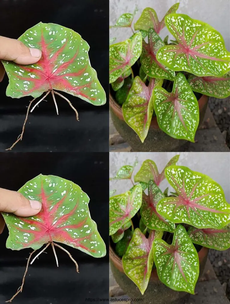 Suggerimento di diffondere le piante di Caladium Bicolor lasciando le foglie in acqua