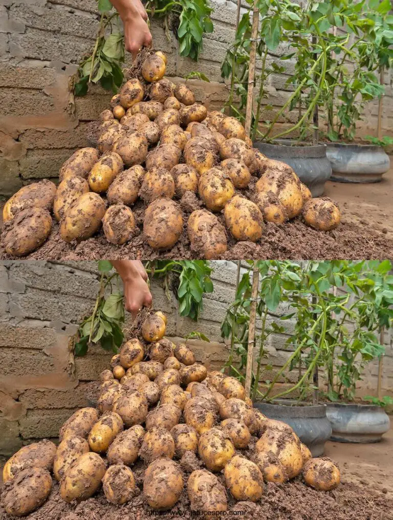 Il segreto della coltivazione di patate in pneumatici riciclati per colture generose e abbondanti