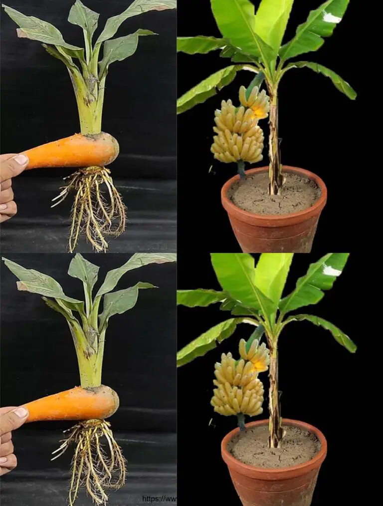 La migliore idea: Coltivare un albero di banana da un frutto di banana