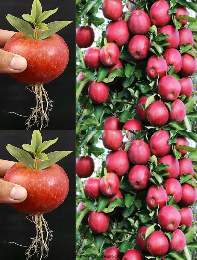 Capacità uniche: coltivare un albero di mele dalle foglie e crescere facilmente!