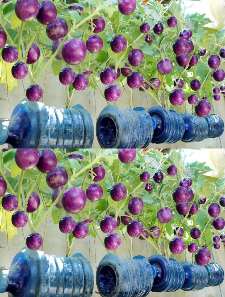 Sorprendentemente facile: coltivare le eggplant e raccogliere una moltitudine di frutti!