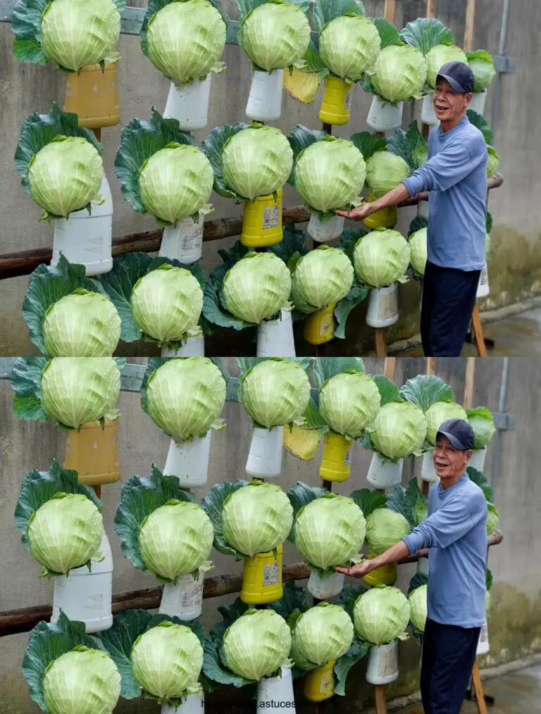 Trasformare i rifiuti di plastica in un giardino di cavoli unici, così meraviglioso e bello.