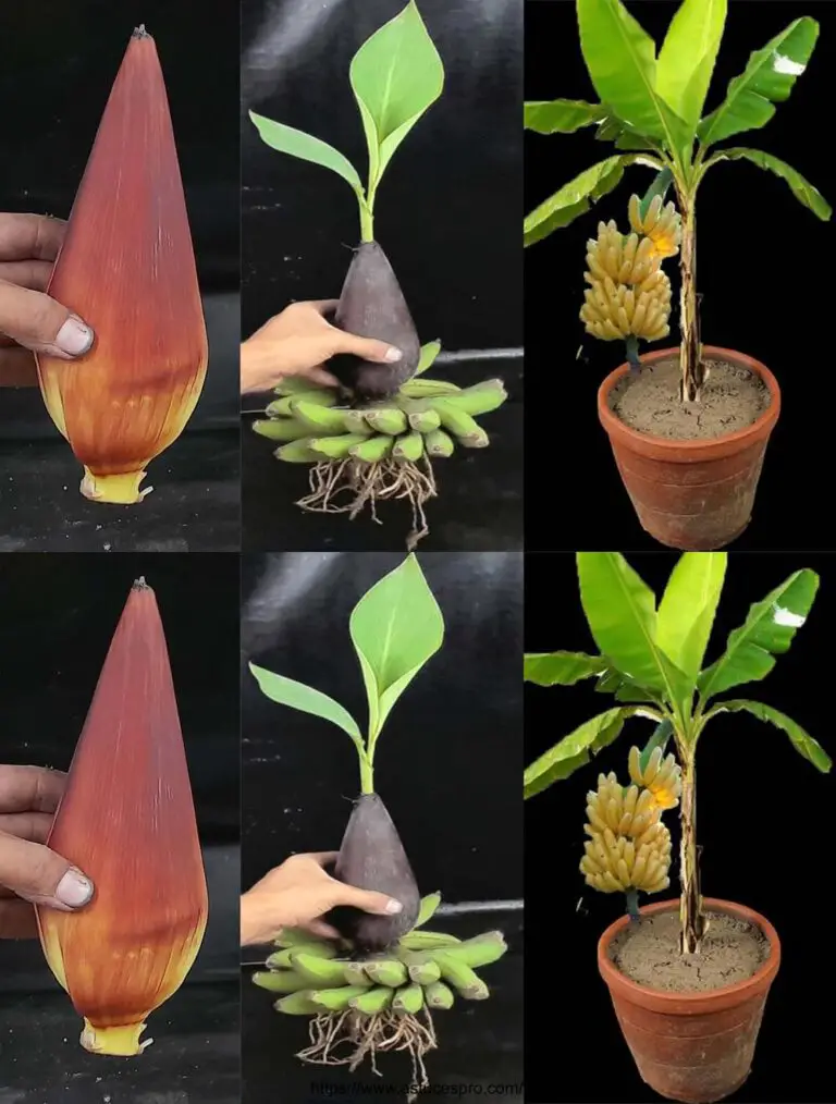 Il metodo creativo per coltivare un albero di banana da un fiore di banana