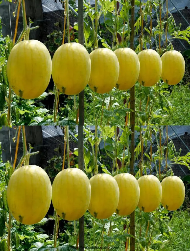 Suggerimento per coltivare angurie gialle, consigli per la frutta dolce e succosa