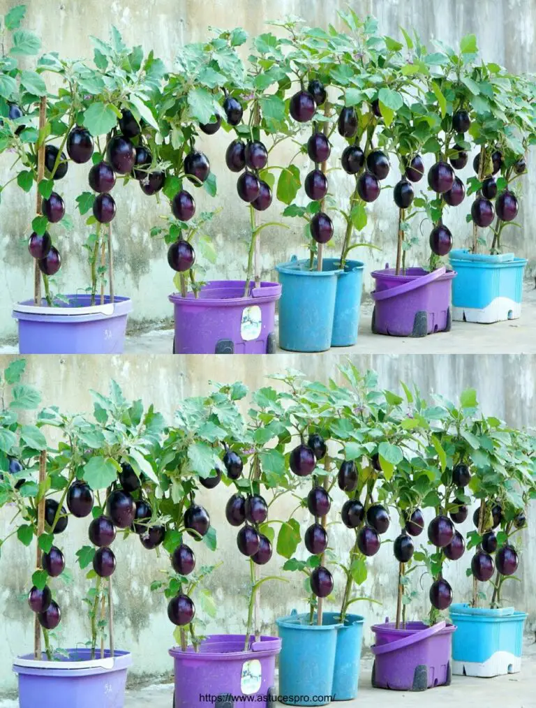 Applichi questa strada ora, il Super Eggplant americano, la frutta deliziosa a Gogo!