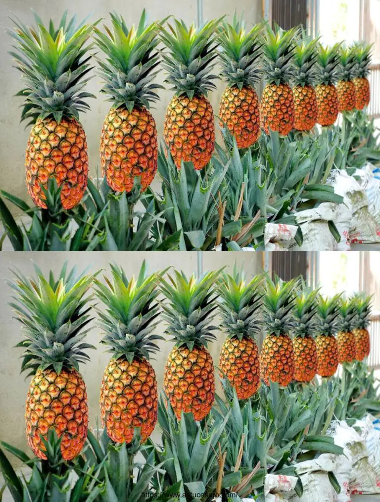 Mance inesorabili per coltivare ananas ad alta velocità da corone di cast