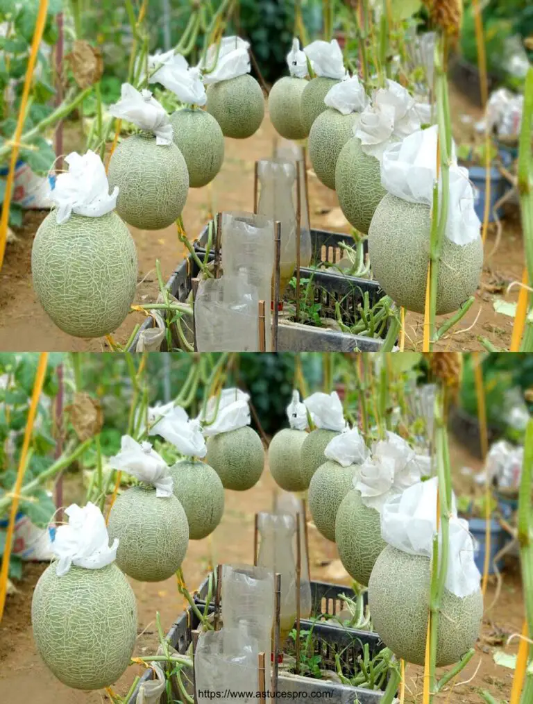 Come spingere Melon A a Z a casa: High Yield, Giant Fruit, Ultra Sweet Flavor