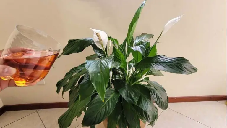 Lirio da Paz: Il Tuo Ospite Verde per una Casa Serene e Fiorita 🌿✨