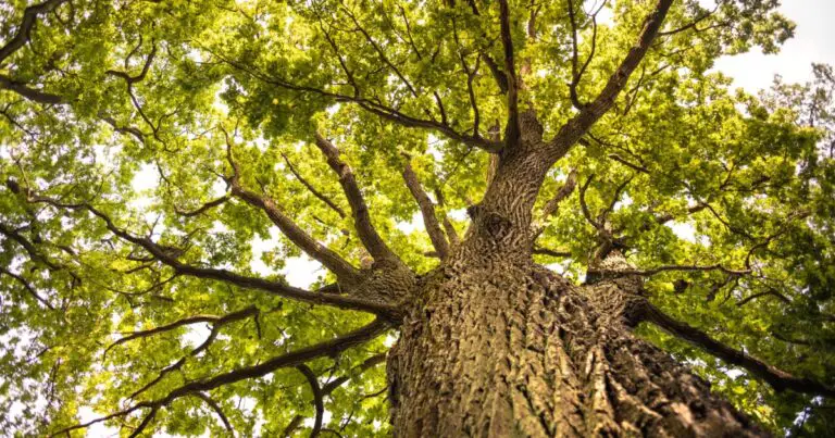 chêne est âgé de 800 ans