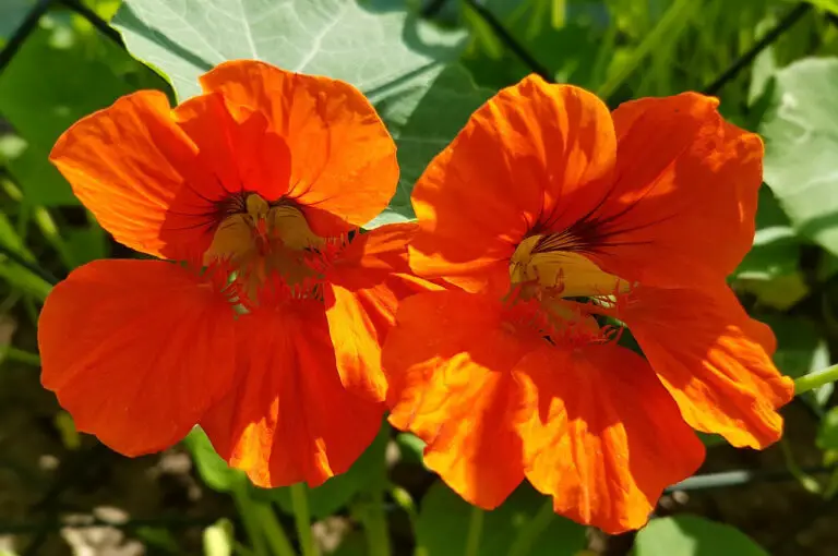 11 piante da fiore utili per gli orti, in particolare per attrarre gli impollinatori e tenere lontani i parassiti