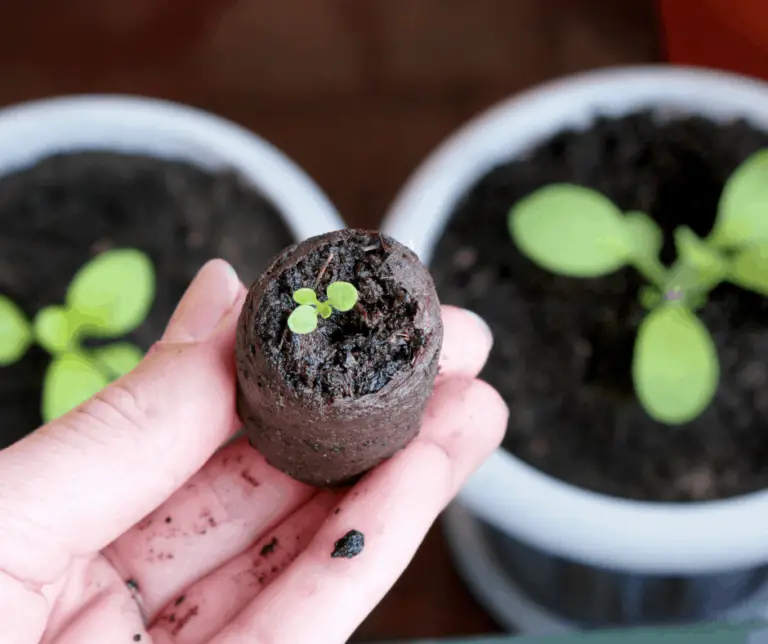 cultive com contenitori plásticos 🌱🥕