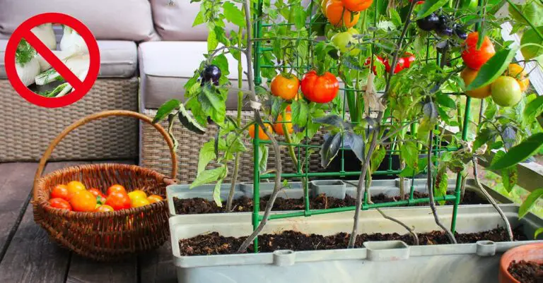 Consigli per il Giardinaggio 🌱🍅