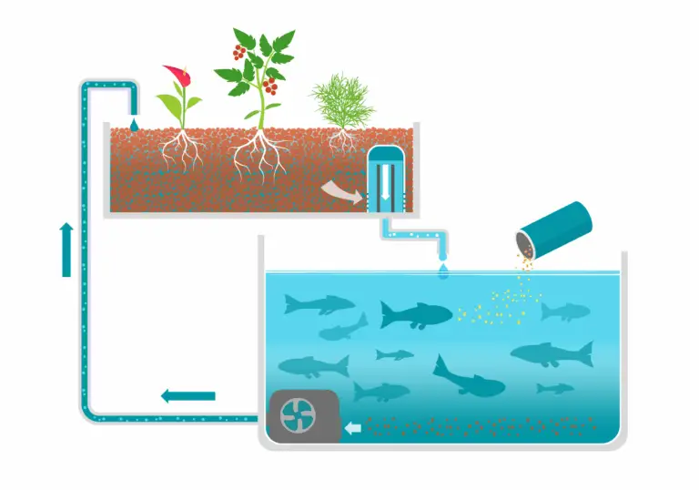 Come Costruire e Mantenere un Sistema di Acquaponica Domestica