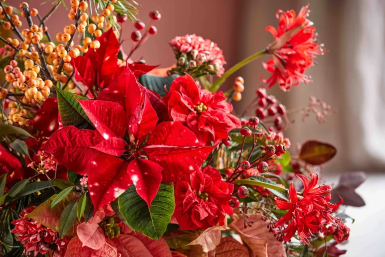 Un Giardino Natalizio: Le Piante Perfette per le Feste