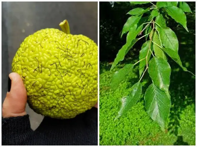 Scopri il Mela Recintata: Un Albero dal Fascino Unico e Usi Sorprendenti