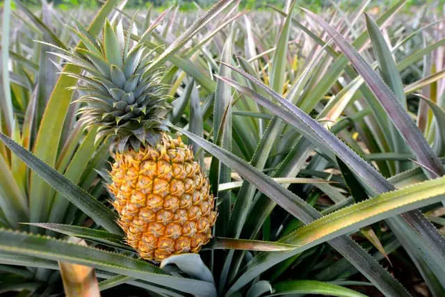Come Coltivare l’Ananas a Casa: Guida Facile e Completa