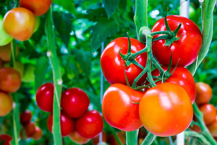 7 Consigli per Piantare Pomodori Meravigliosi