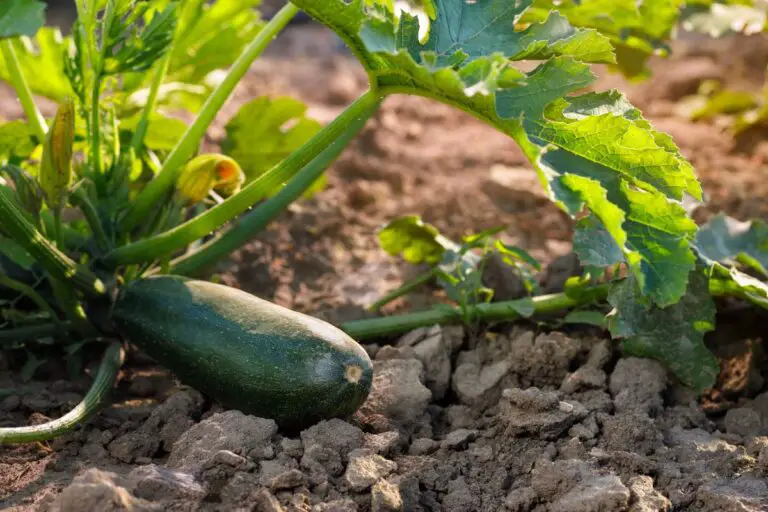 Quattro consigli per coltivare le zucchine giganti 🌱🍽️