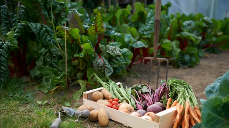 🌱 14 verdure che puoi coltivare in secchi da 5 galloni per un giardino compatto