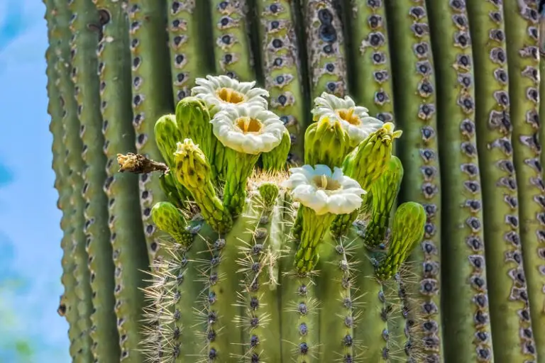 Cactus Gigante Argentino: Guida alla Cura e alla Coltivazione