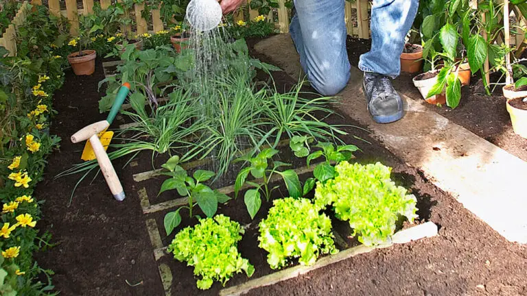 Guida pratica alla coltivazione di erbe aromatiche consociate nel tuo giardino 🌿🌼