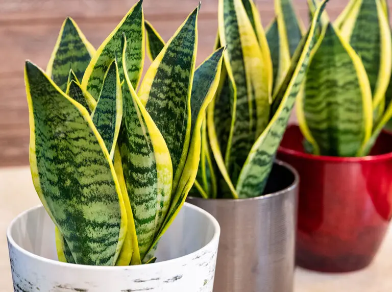 Cura delle Piante del Serpente: Consigli per Mantenerle Sane e Belle