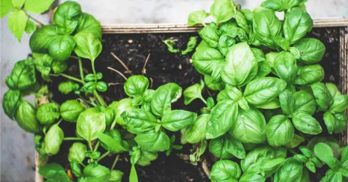 Consigli di giardinaggio: le erbe più popolari e come mantenerle sane attraverso la regolare potatura