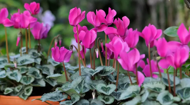Scopri il segreto per una fioritura esplosiva con un solo ingrediente