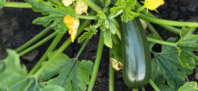 Consigli per un Giardinaggio di Successo: Coltivare in Secchi da 5 Galloni