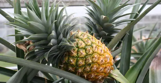 Coltivare l’ananas in casa: una guida completa