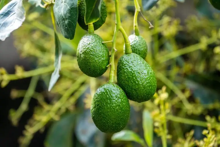 6 Consigli per Coltivare Avocado in Vaso e Ottenere Frutti
