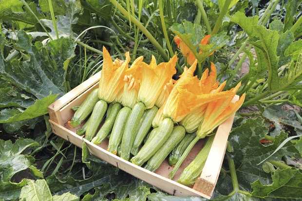 Come Coltivare Zucchine in Vaso: Raccolta in 30 Giorni 🌱🥒