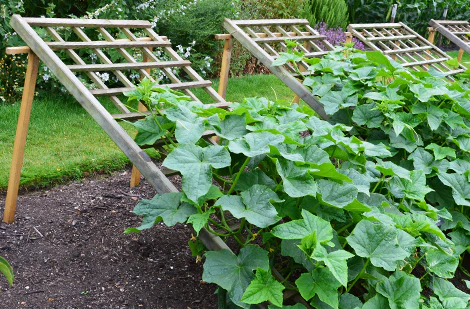 Come costruire un traliccio per cetrioli 🌱🥒