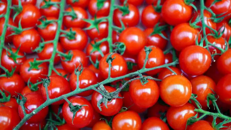 Come evitare problemi nella piantagione dei pomodori: consigli pratici per raccolti abbondanti
