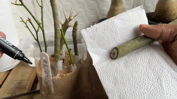 Ormone radicante naturale: preparalo in casa con solo due ingredienti!