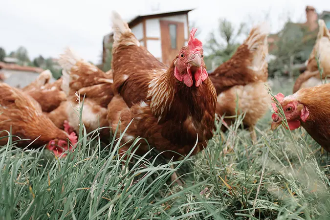Suggerimenti per un allevamento di polli di successo 🐔✨