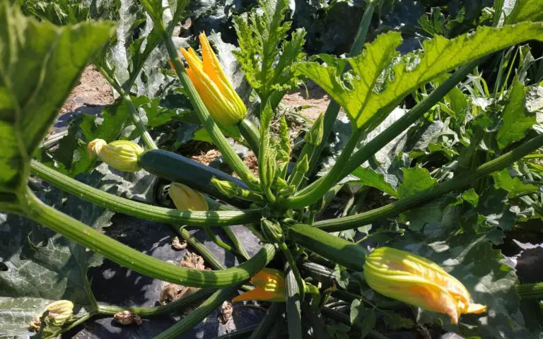 Come Coltivare le Zucchine in Vaso: Una Guida Pratica in 6 Passaggi