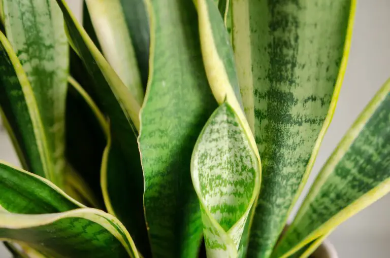 Come Far Crescere e Fiorire Magnificamente la Lingua della Suocera