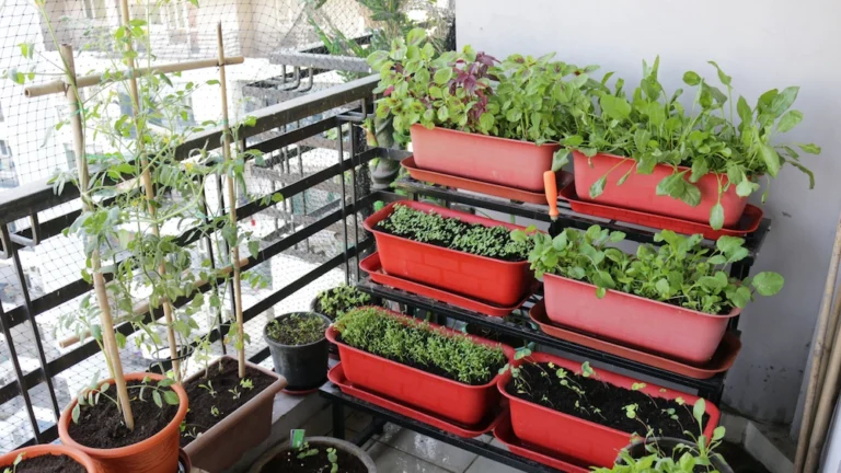 Guida alle dimensioni dei vasi per la coltivazione delle piante