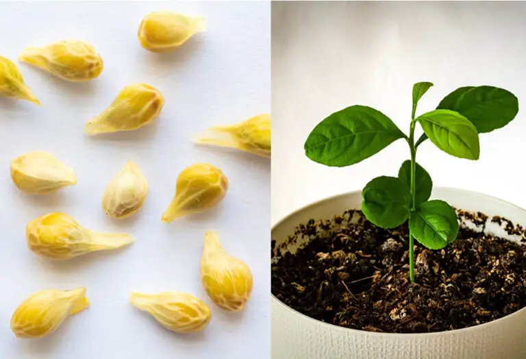 Crescita di un Limone in una Tazza 🍋🌱