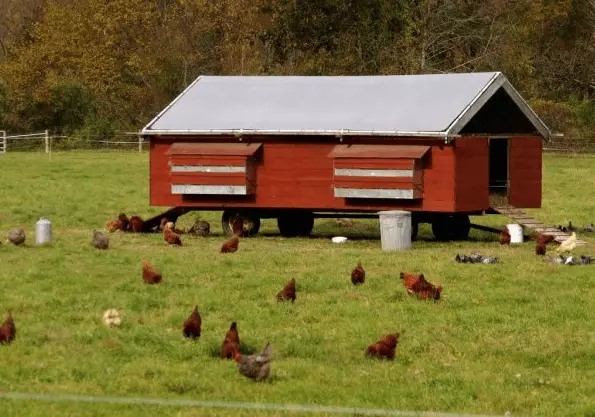 Pollaio Mobile: I Vantaggi di un Pollaio su Ruote
