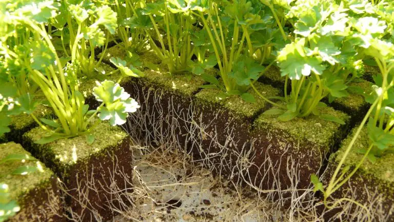 Un Ingrediente Semplice per Rivitalizzare le Tue Piante e Riscoprire la Natura